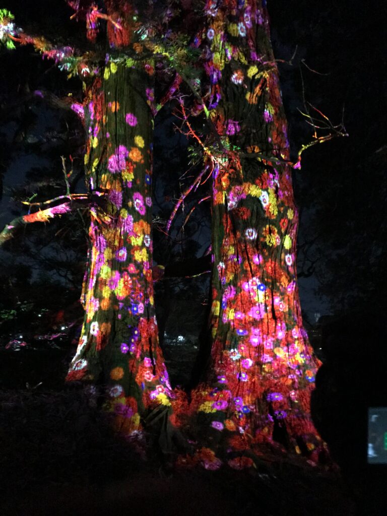 木の幹をカラフルな花が投影される。水戸偕楽園。teamLABOコラボイベント。光の祭。幻想的。