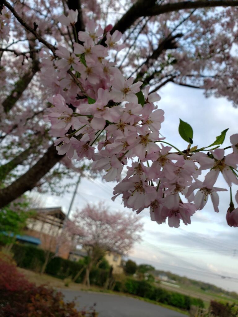 桜が満開の中、結城屋さんの工房見学。