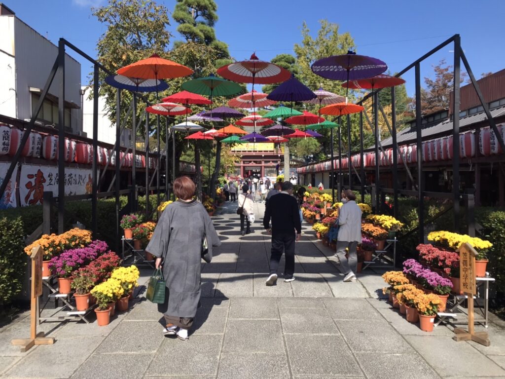 笠間稲荷神社の菊祭り期間、番傘が宙を覆う参道脇には近隣の自治体や学生さんが育てた菊が展示されていました。